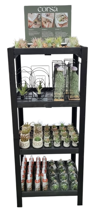 <h4>tillandsia display hout 120 cm arrangementen</h4>