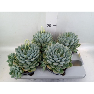 Pachyphytum 'Corvus'