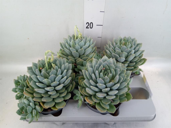 <h4>Pachyphytum  'Corvus'</h4>