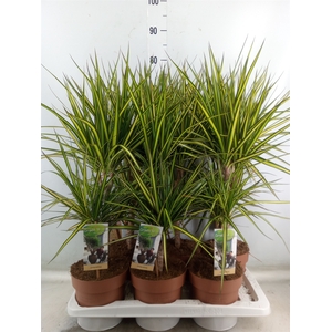 Dracaena marg. 'Sunray'