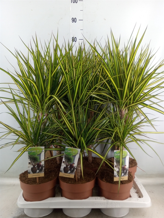 <h4>Dracaena marg. 'Sunray'</h4>