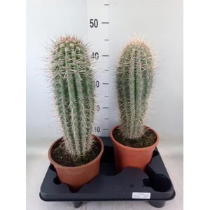 Pachycereus pringlei