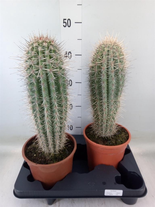<h4>Pachycereus pringlei</h4>