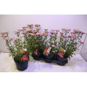Achi Millefolium