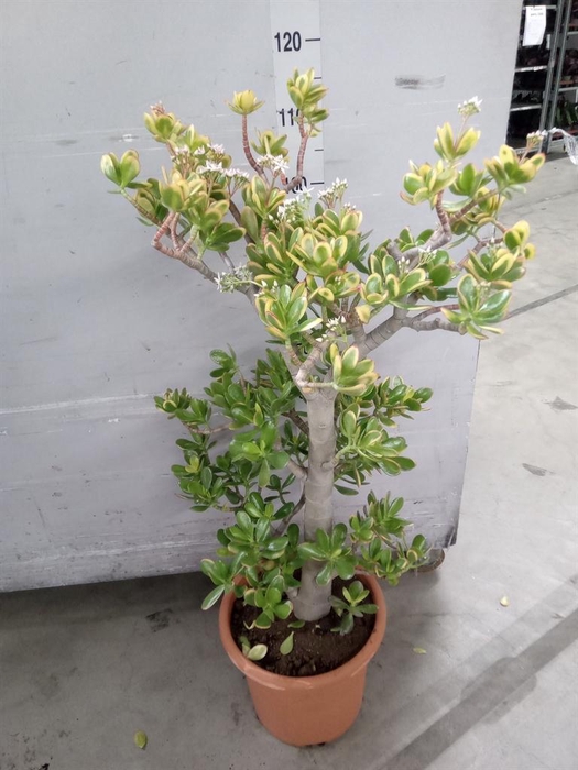 <h4>Crassula ovata 'Sunset'</h4>