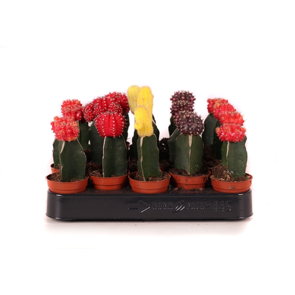 <h4>Cactus geent mix 5,5 cm</h4>