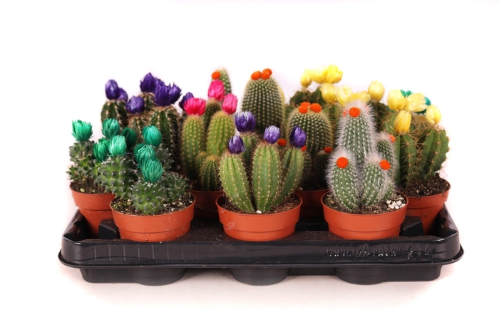 <h4>Cactus Disco</h4>