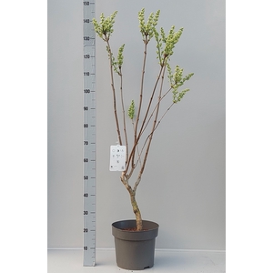 SYRI V MME F STEPMAN