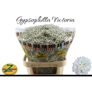 GYPS PA WHI VICTORIA