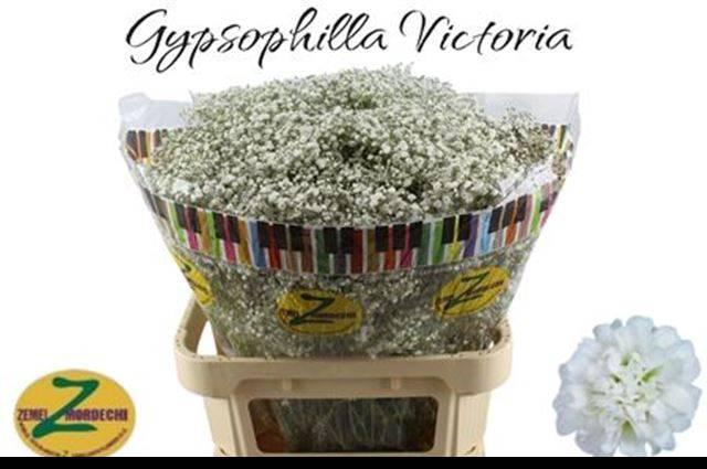 <h4>GYPS PA WHI VICTORIA</h4>