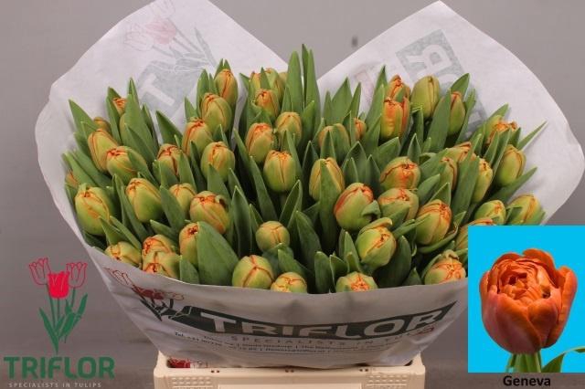 <h4>TU DU GENEVA</h4>