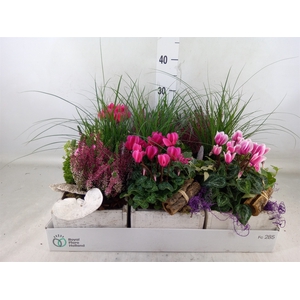 Arr.   Tuinplanten L%