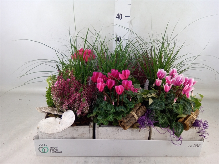 <h4>Arr.   Tuinplanten L%</h4>