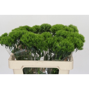 Dianthus Br Kiwi Mellow