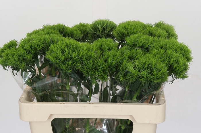 <h4>Dianthus Br Kiwi Mellow</h4>