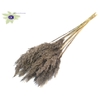 Pampas Grass 70cm 10st/bunch Frosted Grey
