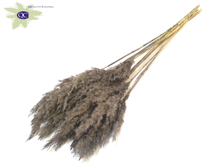 Pampas Grass 70cm 10st/bunch Frosted Grey