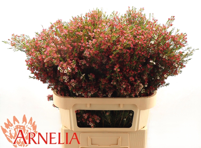 <h4>CHAME UN MY SWEET 16</h4>