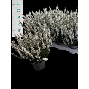 CALLU BL VERENKA