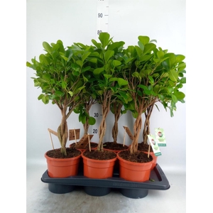 Ficus microcarpa 'Moclame'
