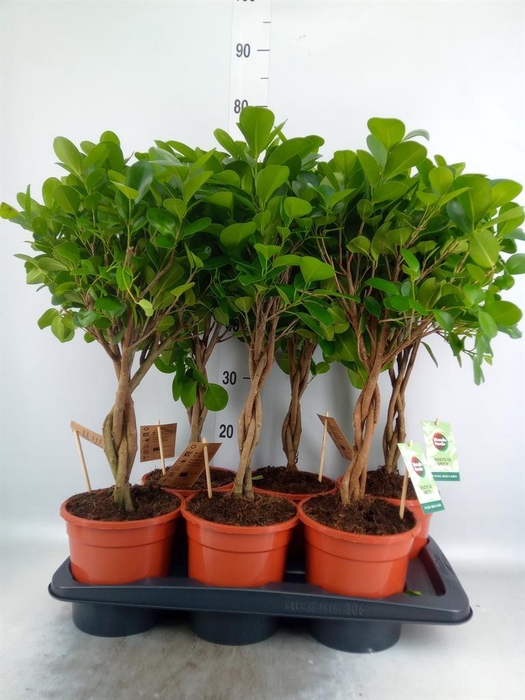 <h4>Ficus microcarpa 'Moclame'</h4>