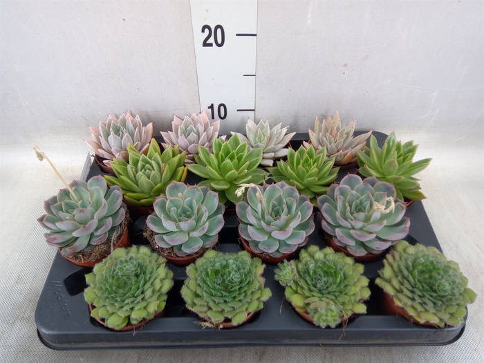 <h4>Echeveria   ...mix</h4>