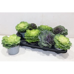 Brassica (sierkool)