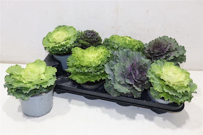 <h4>Brassica (sierkool)</h4>
