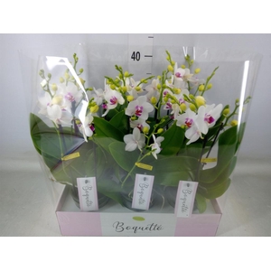 Phalaenopsis multi.   ...white