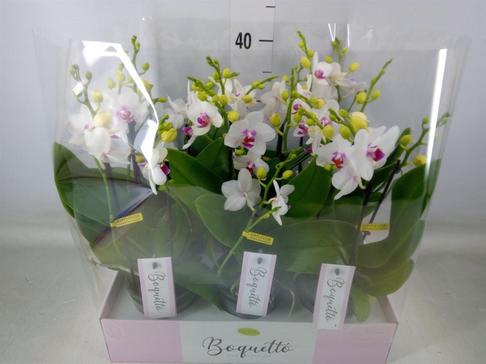<h4>Phalaenopsis multi.   ...white</h4>
