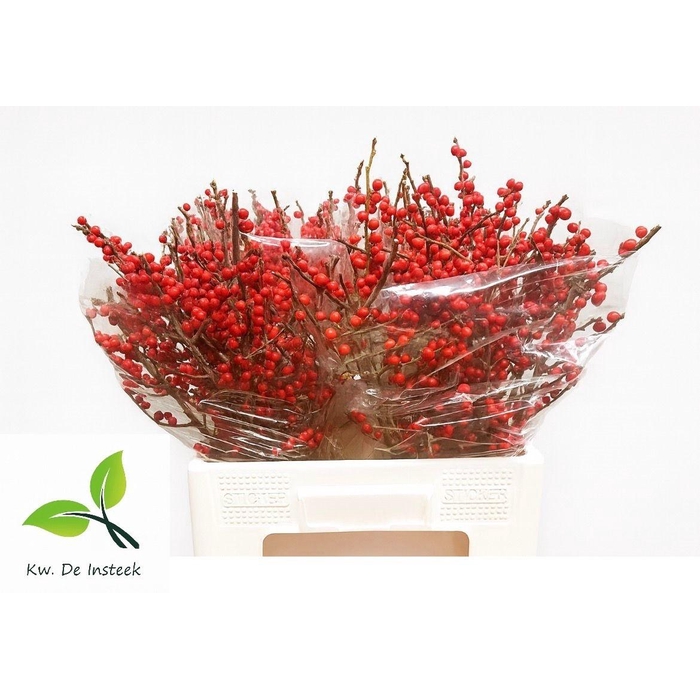 <h4>ILEX VE RODE BES</h4>