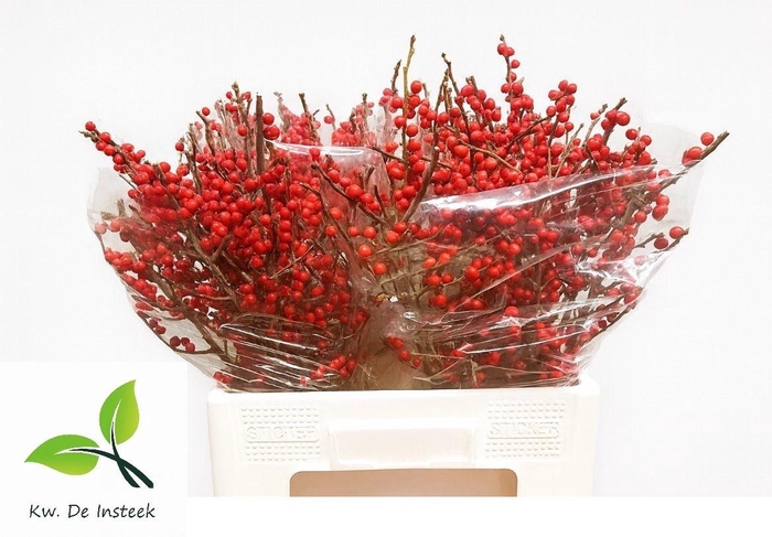 <h4>ILEX VE RODE BES</h4>