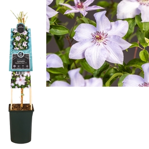 Clematis Magnificent Power PBR 3.0 label
