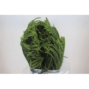 Araucaria Araucana P Bunch