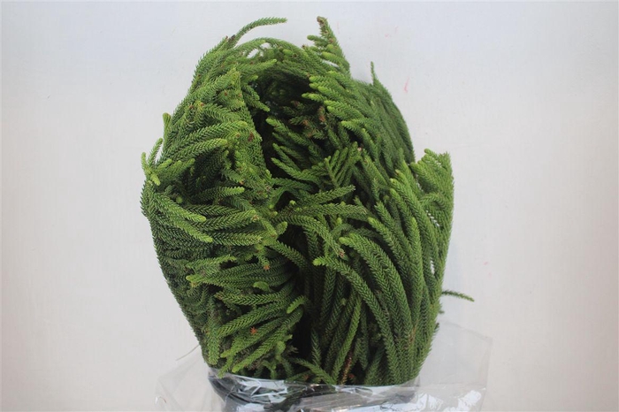 <h4>Araucaria Araucana P Bunch</h4>