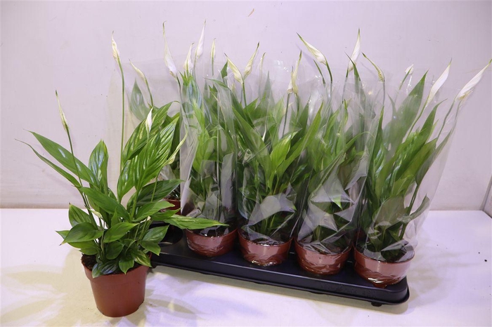 <h4>arr8 Spath Alana</h4>