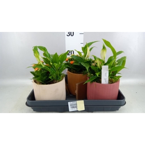 Arr.    Planten  L%