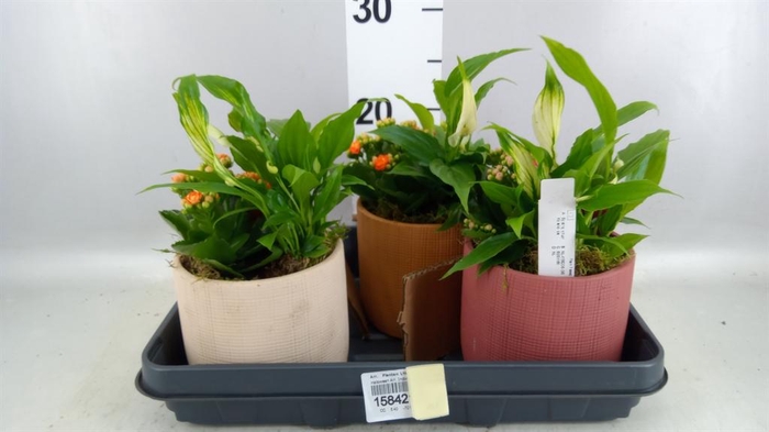 <h4>Arr. Planten L%</h4>