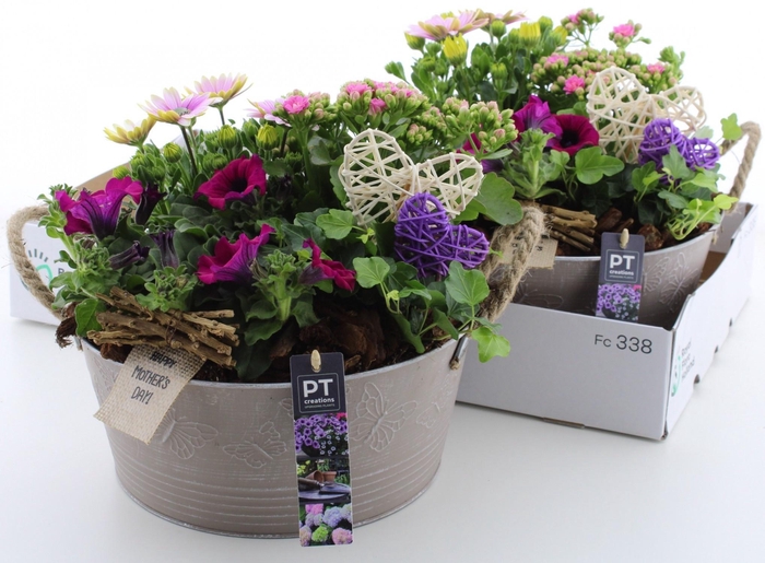 <h4>ARR TUINPLANTEN</h4>