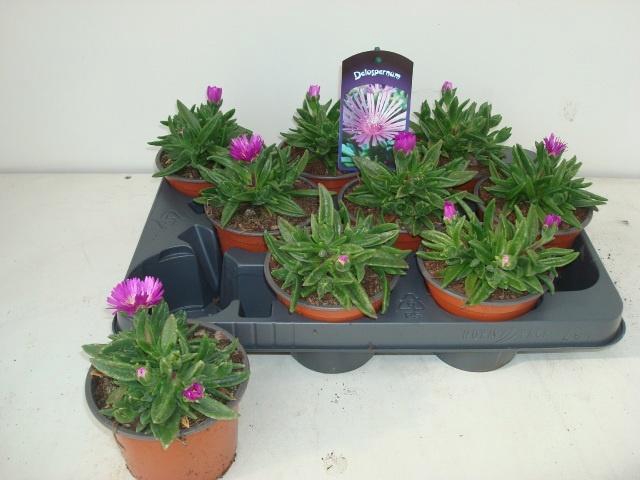 <h4>DELO SUTHERLANDII</h4>