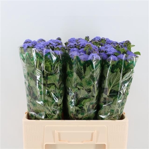 AGER H BLUE