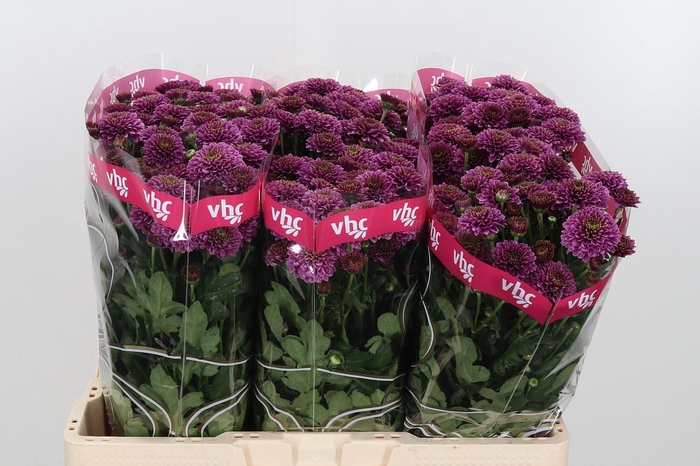 <h4>Chr San Aaa Doria</h4>