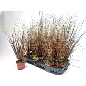 CARE BU RED ROOST CG