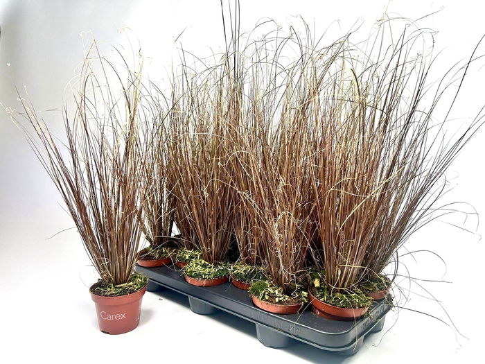 <h4>CARE BU RED ROOST CG</h4>