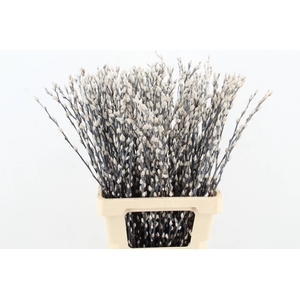 Salix Snowflake 70cm White