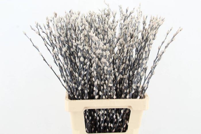 <h4>Salix Snowflake 70cm White</h4>