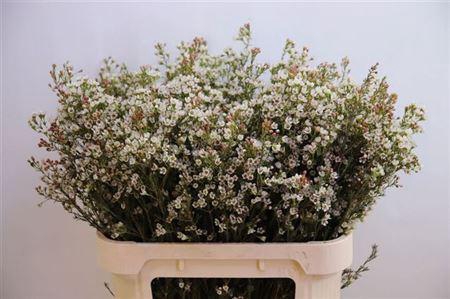 <h4>Chame Blondie</h4>