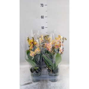 Phalaenopsis multi. 'Limpopo'