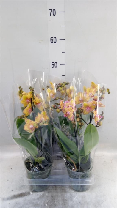 <h4>Phalaenopsis multi. 'Limpopo'</h4>