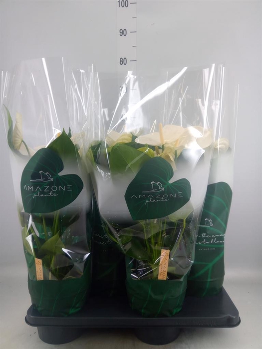 <h4>Anthurium andr. 'Samora'</h4>